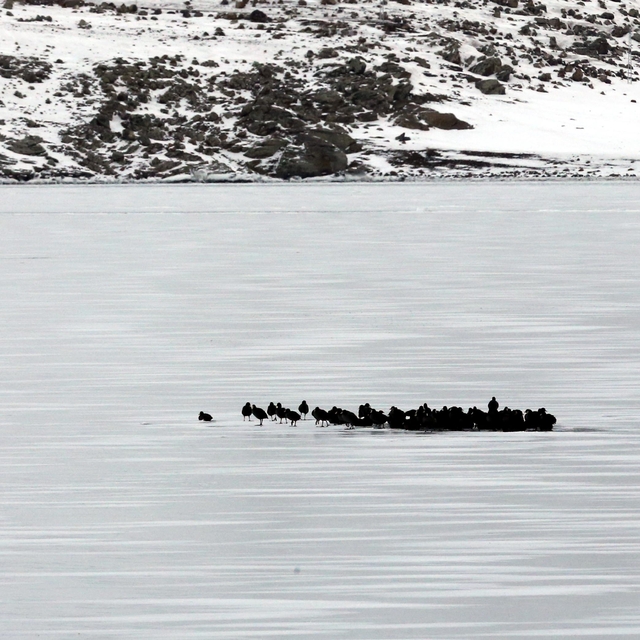 Göç etmeyen kuşlar Çıldır Gölü'nde buz üstünde bir arada görüntülendi