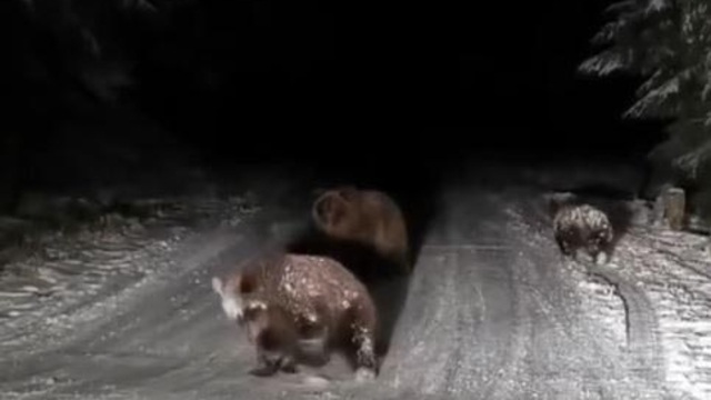 Bolu'da karlı yoldaki bozayılar kamerada