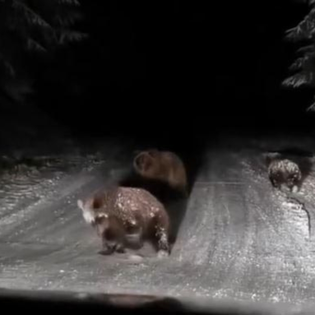 Bolu'da karlı yoldaki bozayılar kamerada