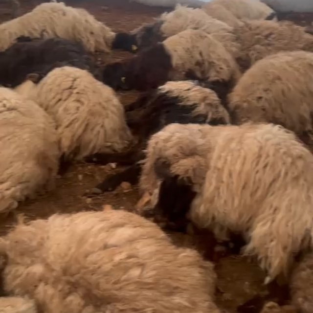Çadırda havasız kalan 150 koyun öldü