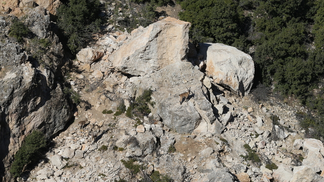 Adıyaman'da yaban keçisi envanteri tamamlandı