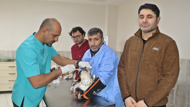 Diyarbakır'da 1 yılda 304 yabani hayvan tedavi edildi; yaralanmaların yüzde 80'i insan kaynaklı