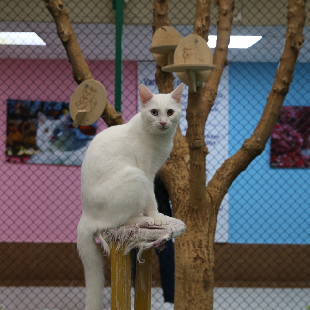 Koruma altındaki Van kedileri 150 yavru dünyaya getirdi