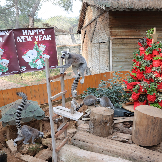 Antalya'da Doğal Yaşam Parkı kafesleri yeni yıl temalı süslemelerle renklen...