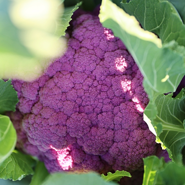Samsun'da renkli karnabahar hasadına başlandı