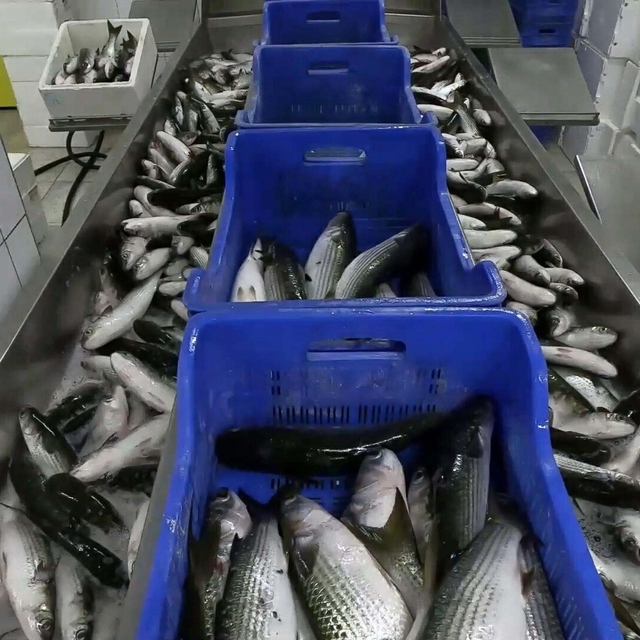 Ortaca'dan 250 bin ton kefal ihracatı