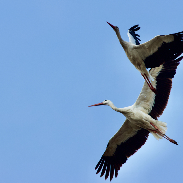 Kuşların göç yolları 'Kuş Hava Yolları' haritasında