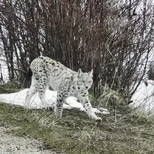 Karla kaplı arazide gezen vaşaklar kamerada