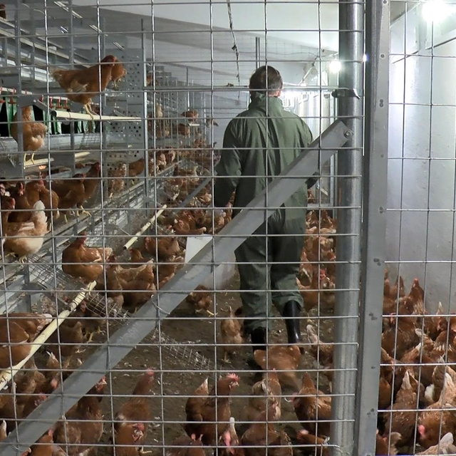 BUÜ tarafından uygulanacak sistemle 'özgür tavuklar', kaliteli yumurta üret...