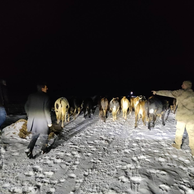 Gümüşhane'de kaybolan büyükbaş sürüsünü jandarma buldu