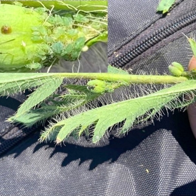 ÇOMÜ'lü akademisyenler Kaz Dağları'nda yeni böcek türü keşfetti