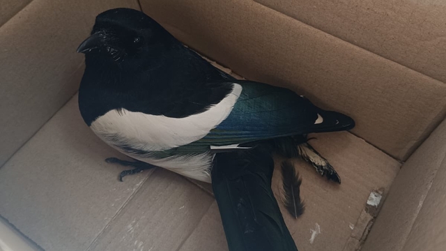 Şırnak'ta yaralı halde bulunan saksağan tedaviye alındı