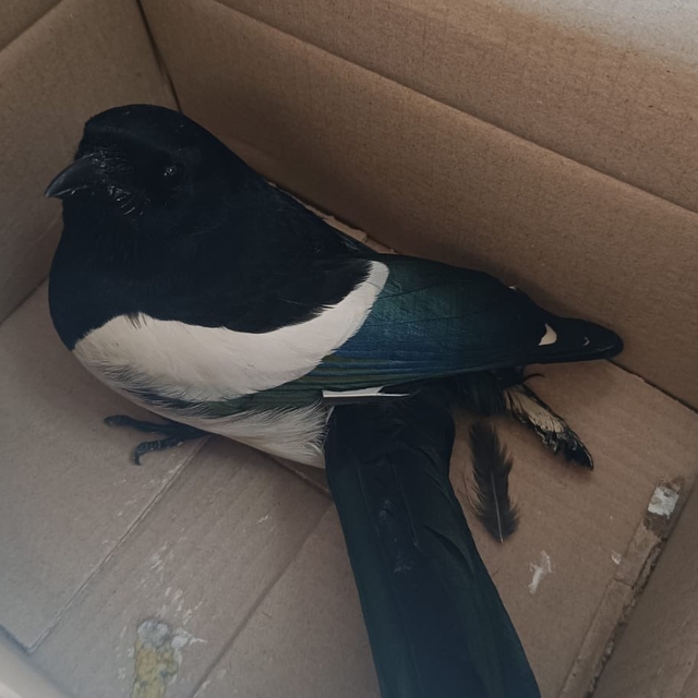 Şırnak'ta yaralı halde bulunan saksağan tedaviye alındı