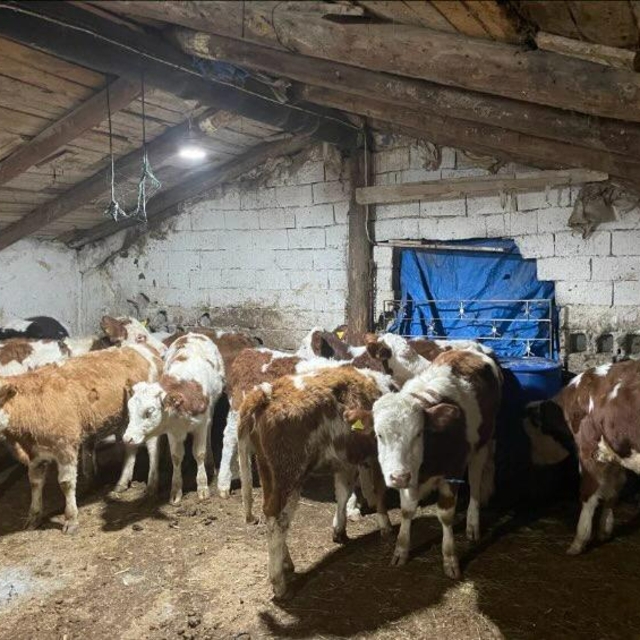 Kayseri'de büyükbaş hayvan dolandırıcılığı iddiasıyla 4 zanlı yakalandı