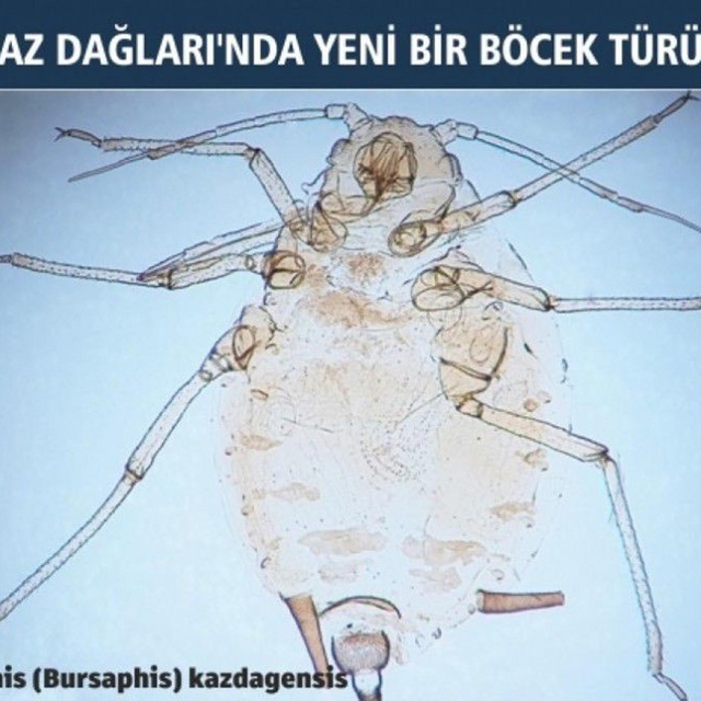 Kaz Dağları'nda yeni bir böcek türü keşfedildi