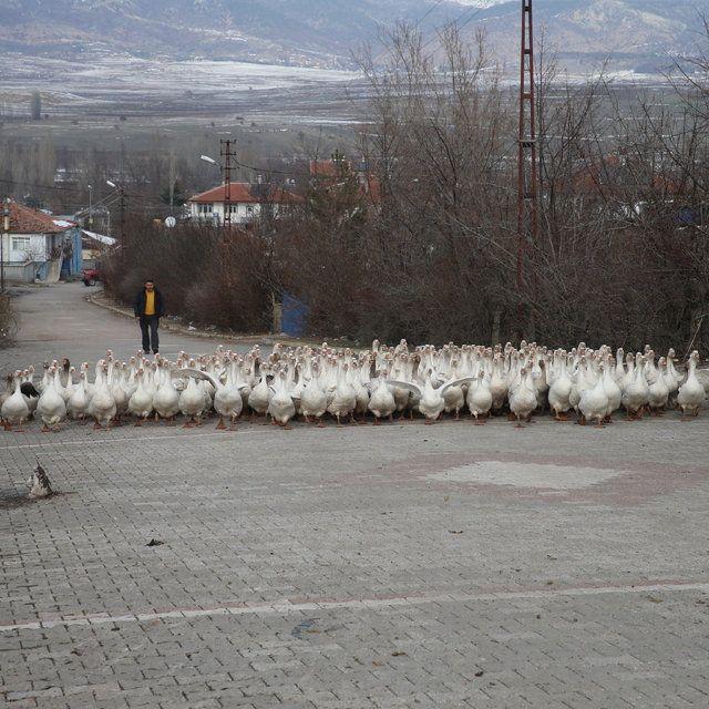 Marketini satarak başladığı yetiştiricilikte kazlarının sayısı 3 bini geçti