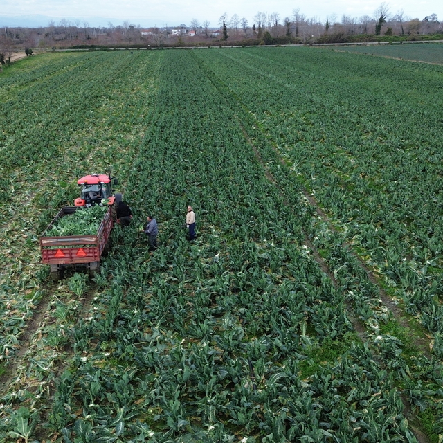 Bafra Ovası'nda karnabahar hasadı devam ediyor