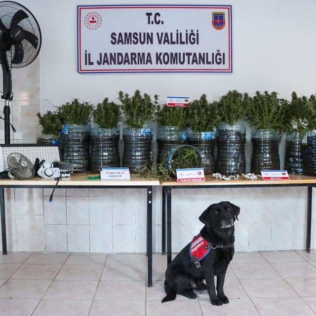 Samsun'da evinde iklimlendirme sistemi kurarak uyuşturucu üreten zanlı yaka...