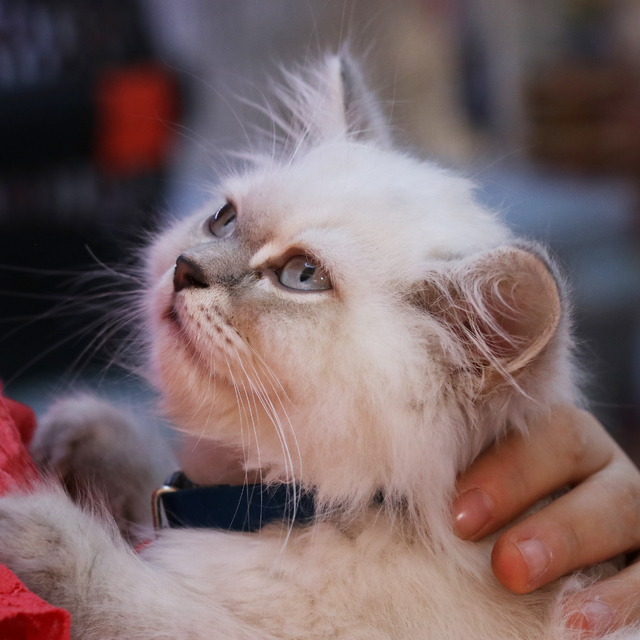 İzmir'de petshoptan çalınan kedi sosyal medya paylaşımları sonrası sahibine...