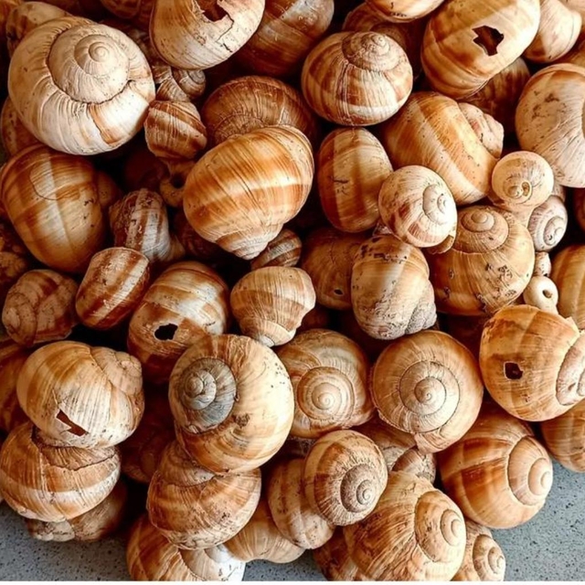 Kütahya'daki Tavşanlı Höyük'te 4 bin yıllık salyangoz kabukları bulundu