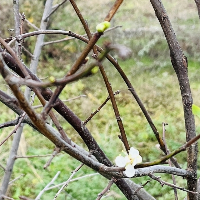 Çanakkale'de şeftali ve erik ağacı çiçek açtı