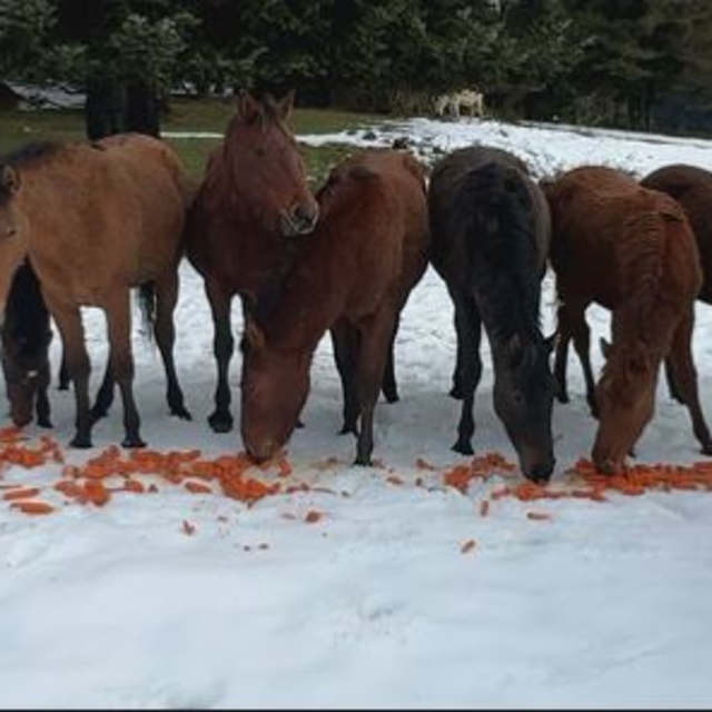 Yiyecek bulmakta zorlanan yılkı atlarını besledi