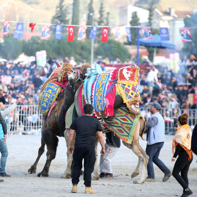 Aydın'da deve güreşi festivali düzenlendi