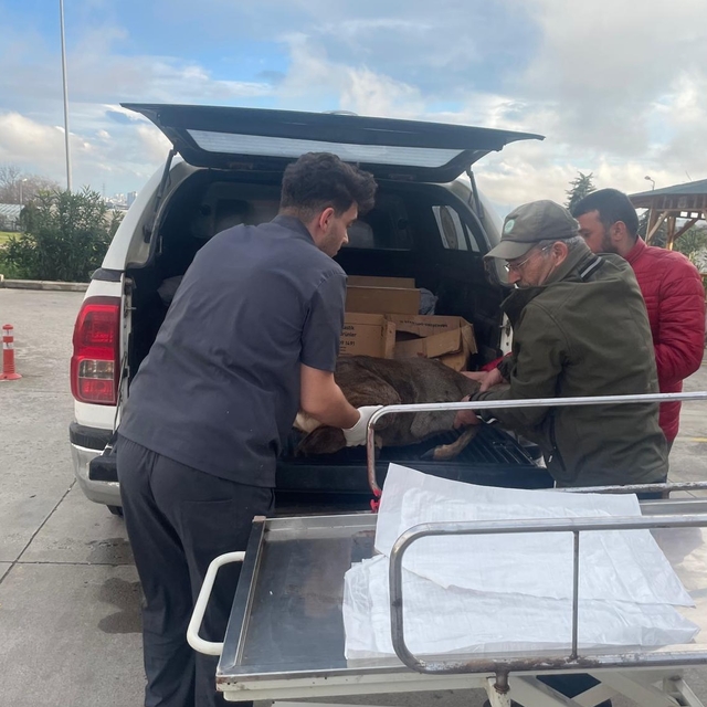 Samsun'da otomobilin çarptığı karaca tedavi altına alındı