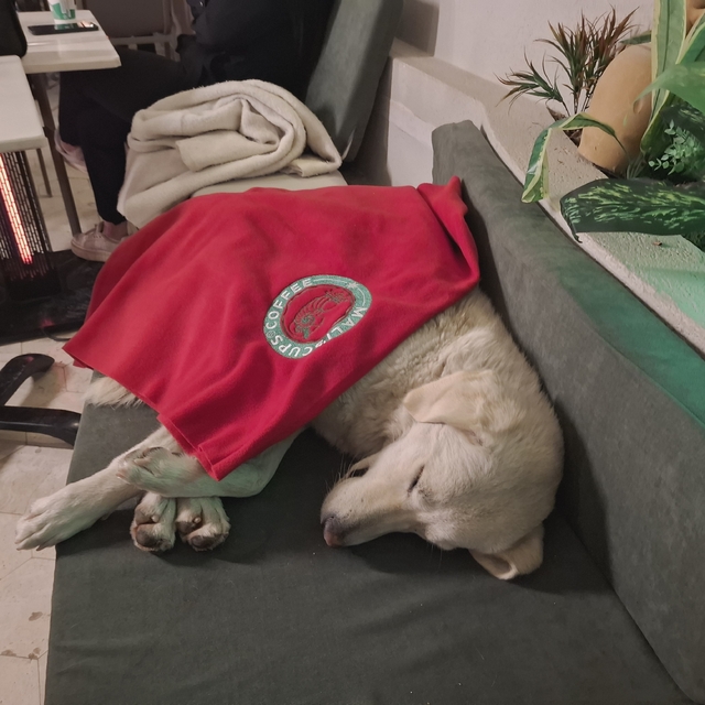 Hatay'da yağmurda ıslanıp, üşüyen köpeğe kafe çalışanları sahip çıktı