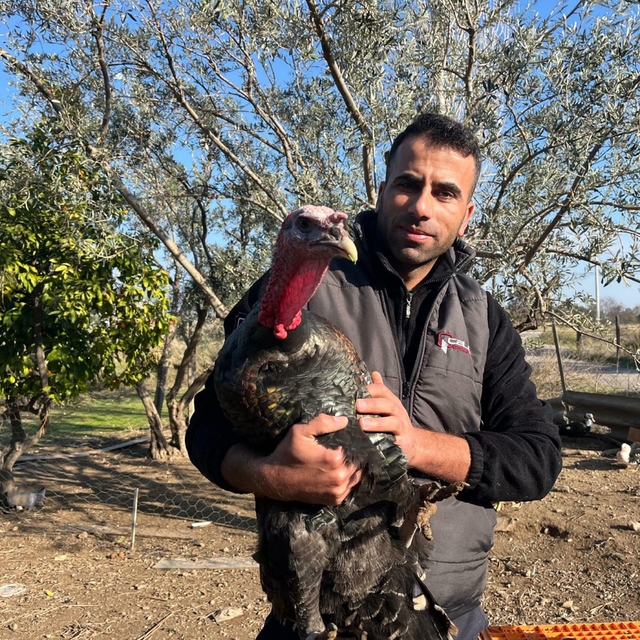 Yeni yıla sayılı günler kala hindi satışları arttı