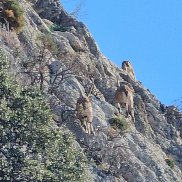 Antalya'nın Kaş ilçesinde dağ keçileri görüntülendi