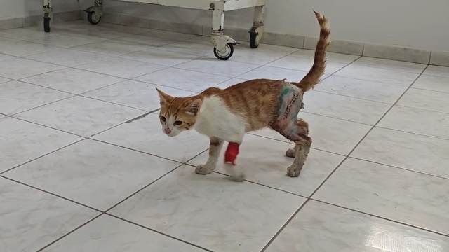 Depremzede kadın, yaralı sokak kedisini tedavi ettirip sahiplendi