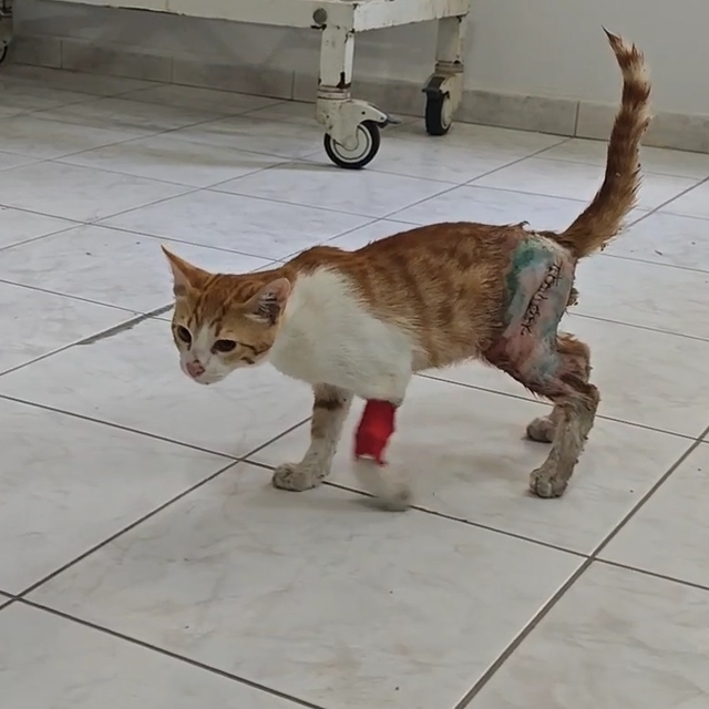 Depremzede kadın, yaralı sokak kedisini tedavi ettirip sahiplendi