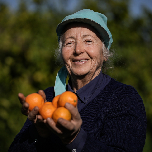 Gümüldür mandalinası dalında satıldı