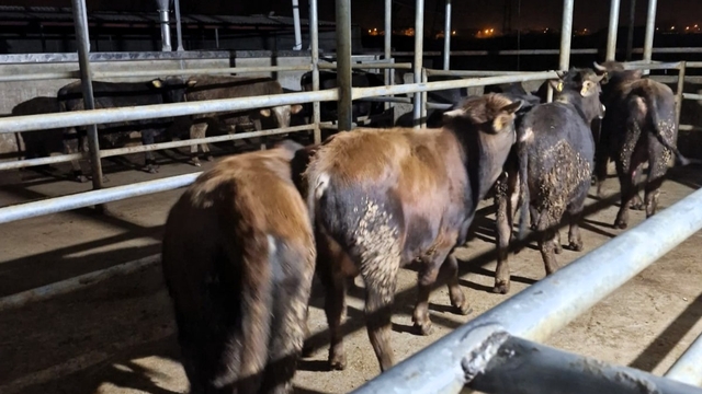 Kırklareli'ne kaçak yolla büyükbaş hayvan getiren kişiye 139 bin 986 lira ceza uygulandı