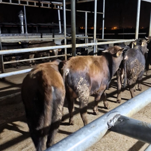 Kırklareli'ne kaçak yolla büyükbaş hayvan getiren kişiye 139 bin 986 lira c...