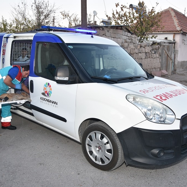 Kocasinan'da "Küçük Dostlar Ambulansı" ile 8 bin 753 hayvana müdahale edild...