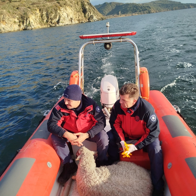 Erdek'te mahsur kalan koyun itfaiye tarafından kurtarıldı