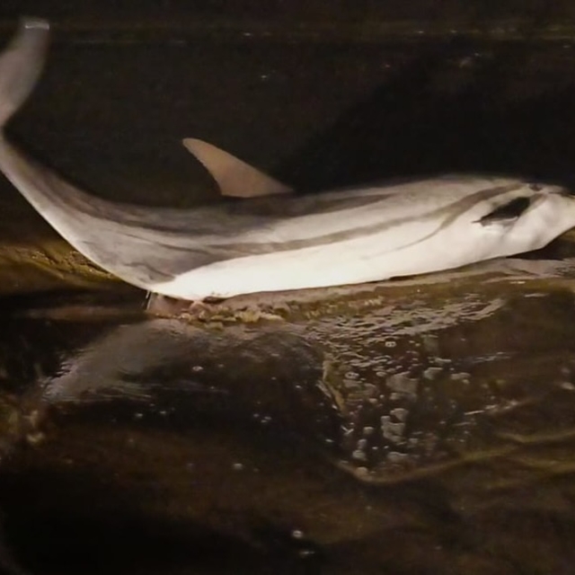 İzmir'de ölü yunus karaya vurdu