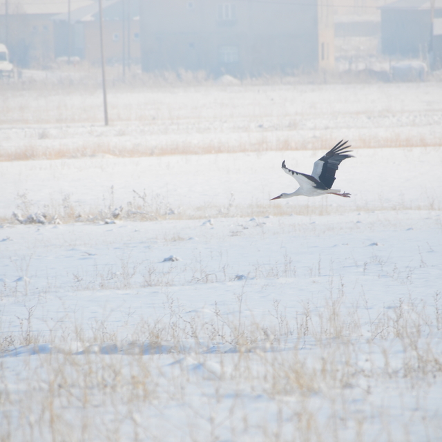 Yüksekova'da göç etmeyen leylekler karlı arazide görüntülendi