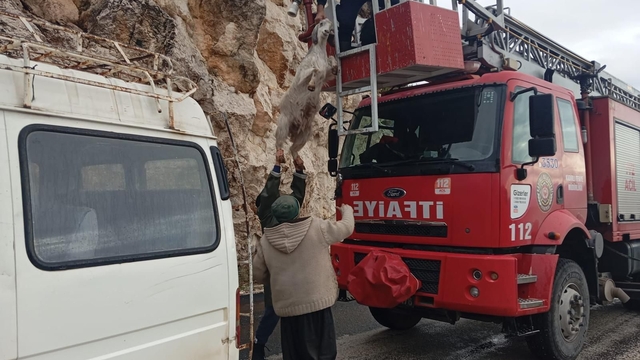 Osmaniye'de kayalıklarda mahsur kalan 3 keçiyi itfaiye kurtardı