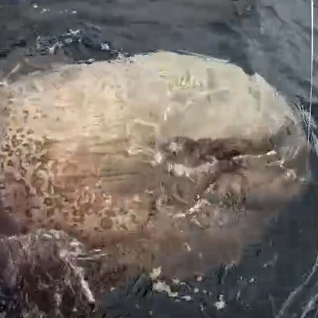 Çanakkale'de 1 tonluk ay balığı, balıkçıların oltasına takıldı