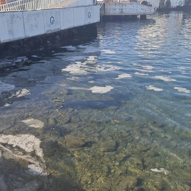 Çanakkale Boğazı'nda müsilaj tespit edildi