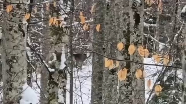 Kızıl geyikler, Yedigöller'de görüntülendi