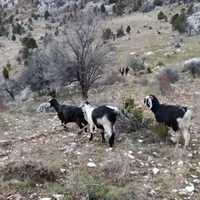 Derebucak'ta sarp kayalıklarda mahsur kalan keçiler kurtarıldı