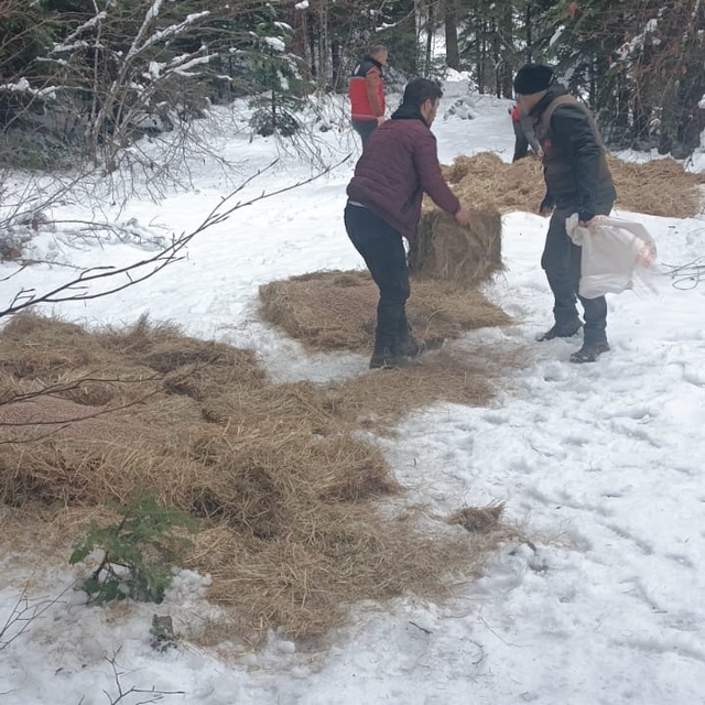 Bolu'da yaban hayvanları için doğaya yem bırakıldı