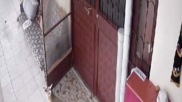 Elazığ'da sahipsiz kediler için avluya bırakılan mamaya tilki, sansar ve saksağan da ortak oldu