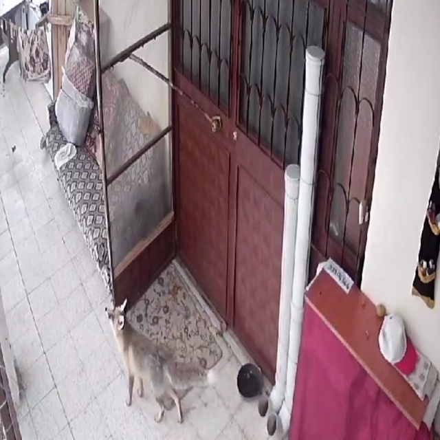 Elazığ'da sahipsiz kediler için avluya bırakılan mamaya tilki, sansar ve sa...