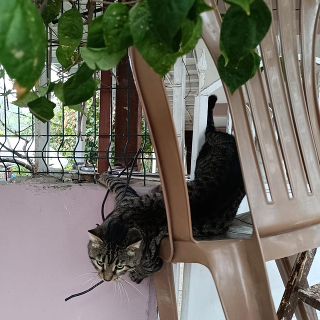 Hatay'da patisi demir korkuluklara sıkışan kediyi itfaiye kurtardı