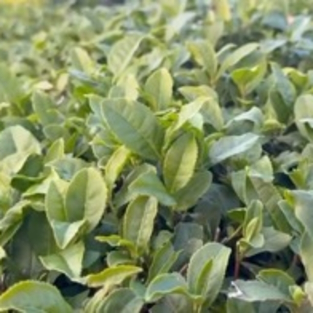 İklim değişti; 'üzerine kar yağmış' çay hasadı yapılıyor